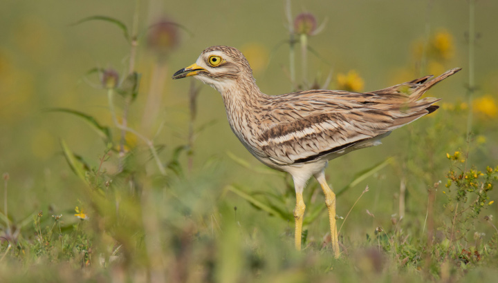 L'Œdicnème criard, oiseau menacé des plaines agricoles de Nouvelle-Aquitaine